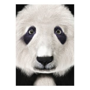 Panda Bear Photo Print