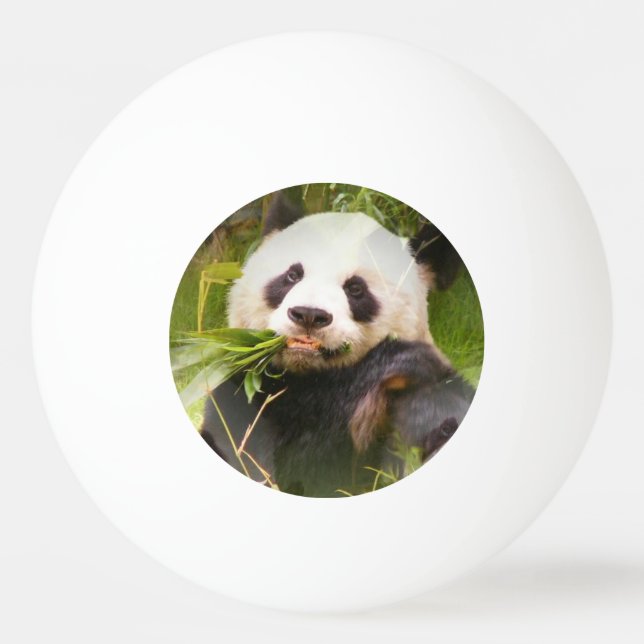 Panda Bear Ping Pong Ball (Front)