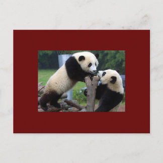 PANDA BEAR POSTCARD