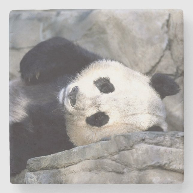 Panda Bear Stone Coaster (Front)