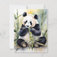 Panda Bear Study D - Watercolors