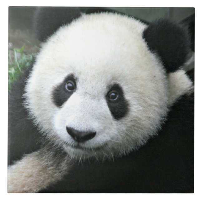 Panda Bear Tile (Front)