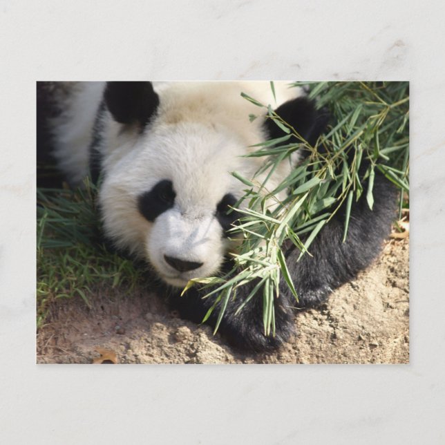 Panda Bear @ Zoo Atlanta Postcard (Front)