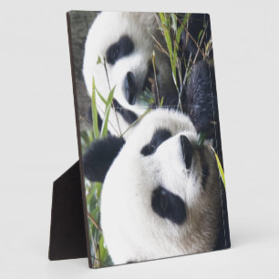 Panda Bears Plaque