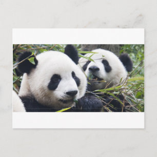 Panda Bears Postcard