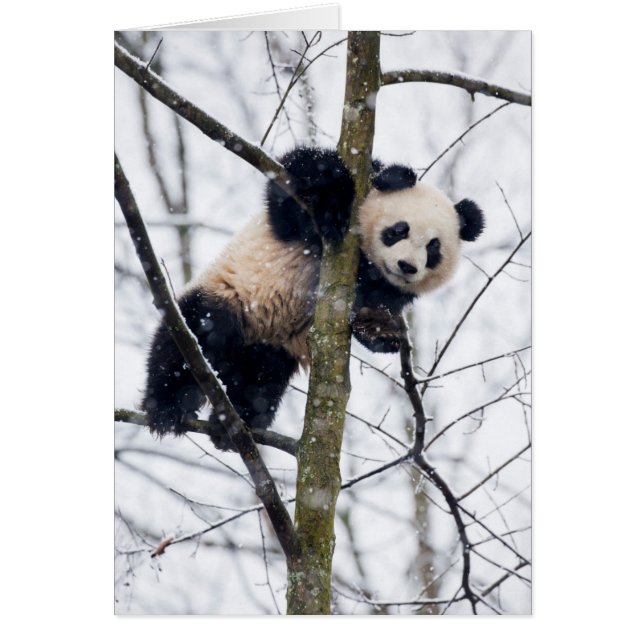 Panda bébé dans l'arbre (Devant)