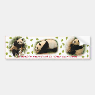 Panda bumper stickers