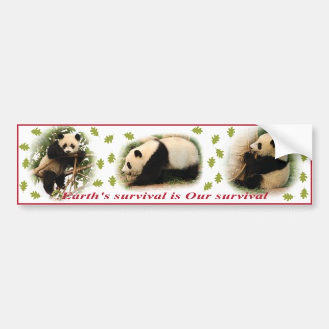 Panda bumper stickers (Front)