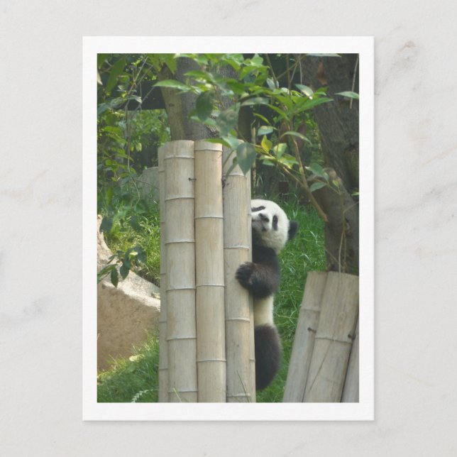 Panda climbing postcard (Front)