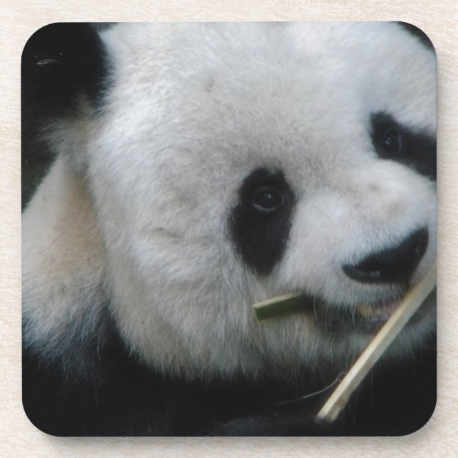 Panda Coaster (Front)