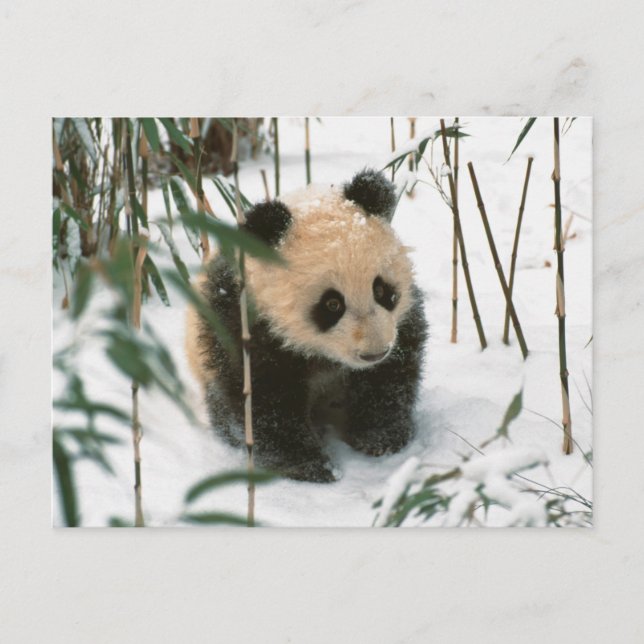 Panda cub on snow, Wolong, Sichuan, China 2 Postcard (Front)