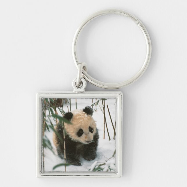 Panda cub on snow, Wolong, Sichuan, China Keychain (Front)
