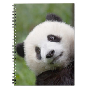 Panda cub painting notebook