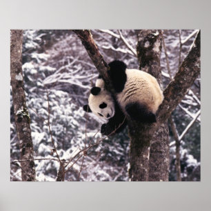Panda cub playing on tree covered with snow, poster