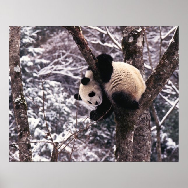 Panda cub playing on tree covered with snow, poster (Front)