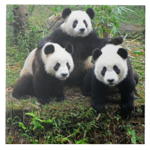 PANDA CUBS TILE