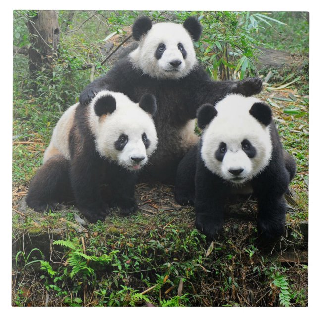 PANDA CUBS TILE (Front)