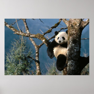 Panda dans un arbre poster 3