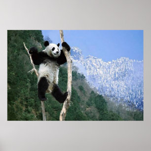 Panda dans une affiche d'arbre
