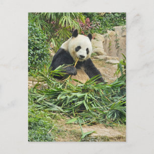 Panda eating bamboo view postcard