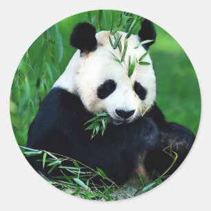Panda Eating Leaves Classic Round Sticker