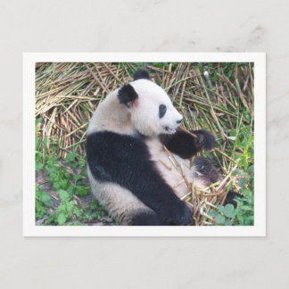 Panda Eating Postcard