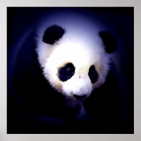 Panda Face Poster - Panda Posters Prints
