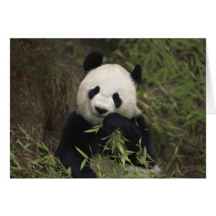Panda géant mignon
