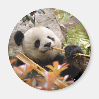 Panda géant Ours et bébé Panda Magnet