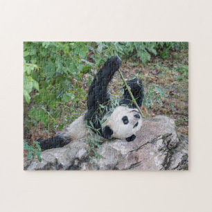 Panda Géant Profitant Du Puzzle De La Vie