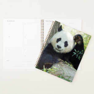 Panda géant se reposant contre l'arbre