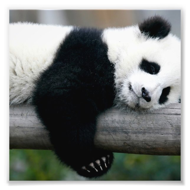Panda Hugging Post Photo Print (Front)