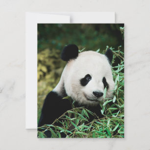 Panda in a bush postcard