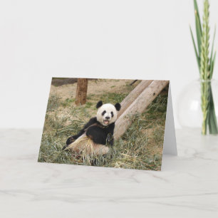 Panda M001 Card