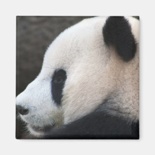 Panda Magnet