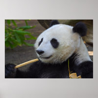 Panda mangeant affiche de bambou