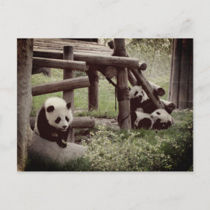 Panda Photo - Retro Style Postcard
