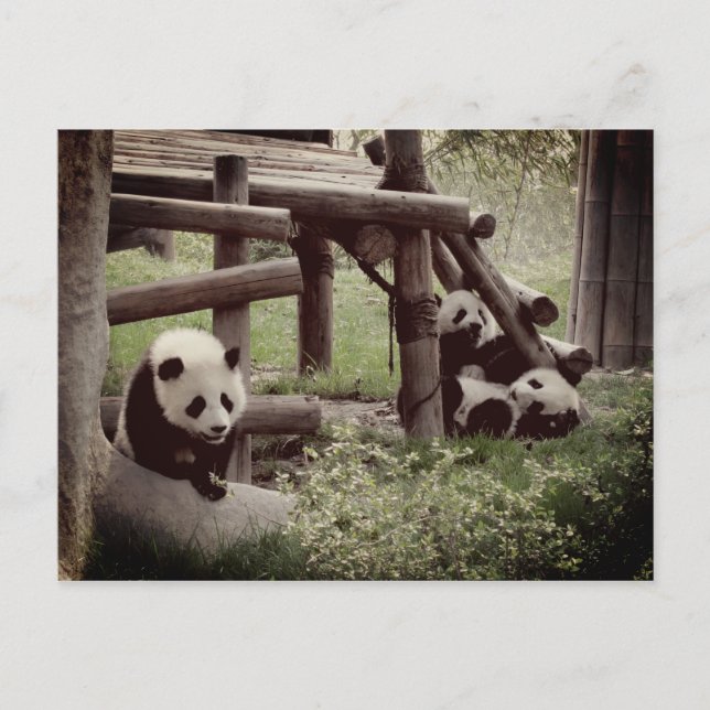 Panda Photo - Retro Style Postcard (Front)