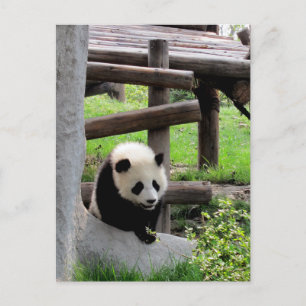 Panda Photograph Postcard