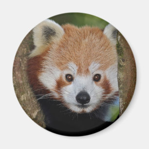 Panda Portrait Magnet