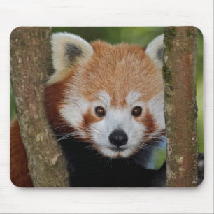 Panda Portrait Mousemat Mouse Pad