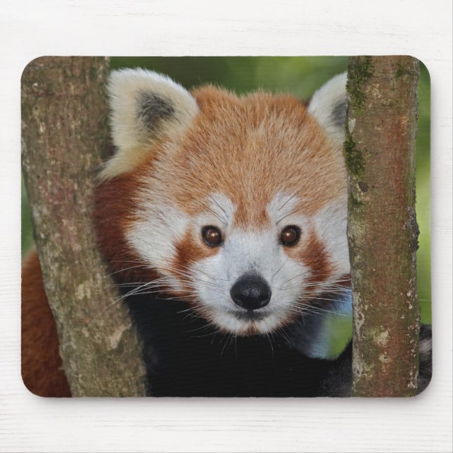 Panda Portrait Mousemat Mouse Pad (Front)