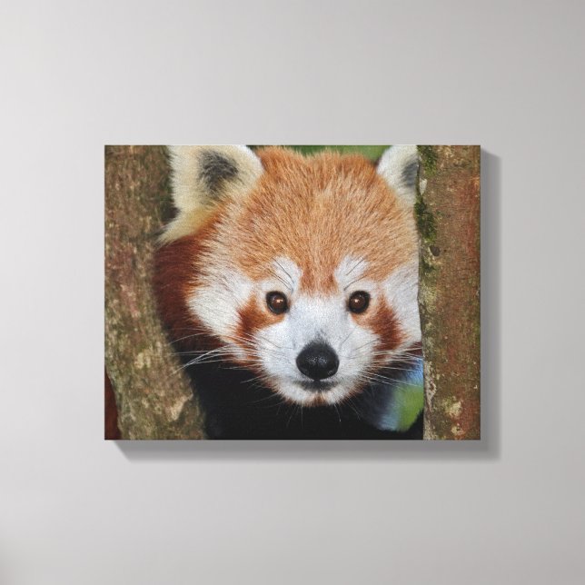 Panda Portrait Wrapped Canvas (Front)