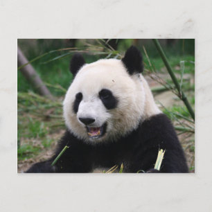 panda postcard