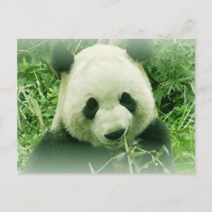 Panda Postcard
