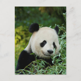 Panda Postcard