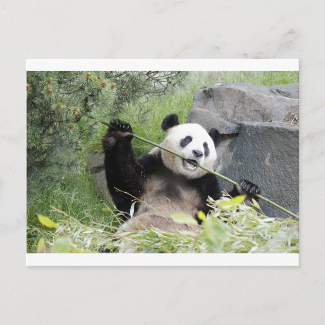 Panda Postcard (Front)