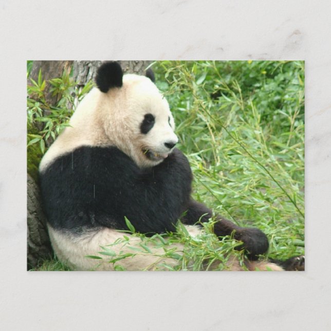 Panda Postcard (Front)