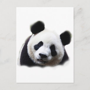 Panda Postcard