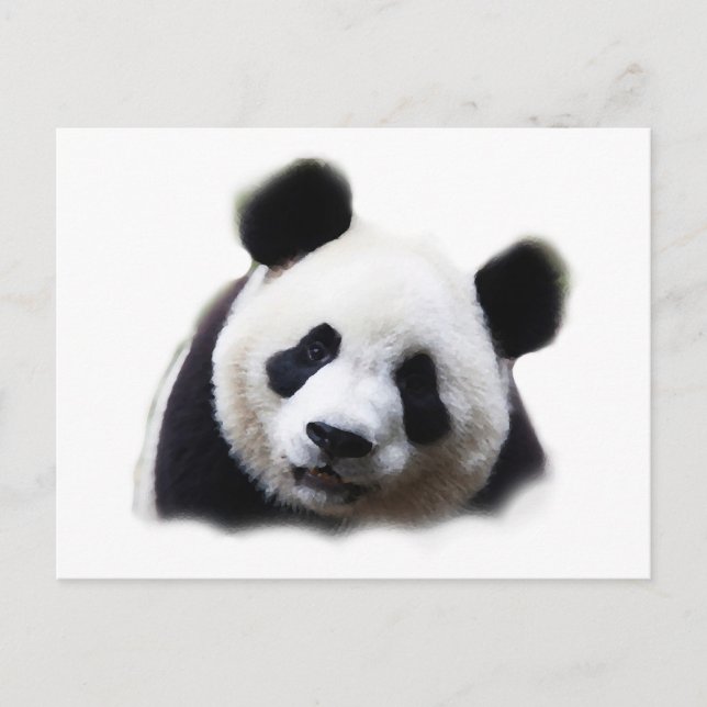 Panda Postcard (Front)